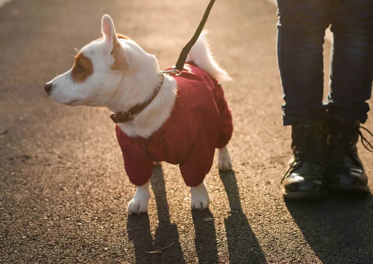 Jak zrobić ubranko dla psa z bluzy - proste kroki i wskazówki
